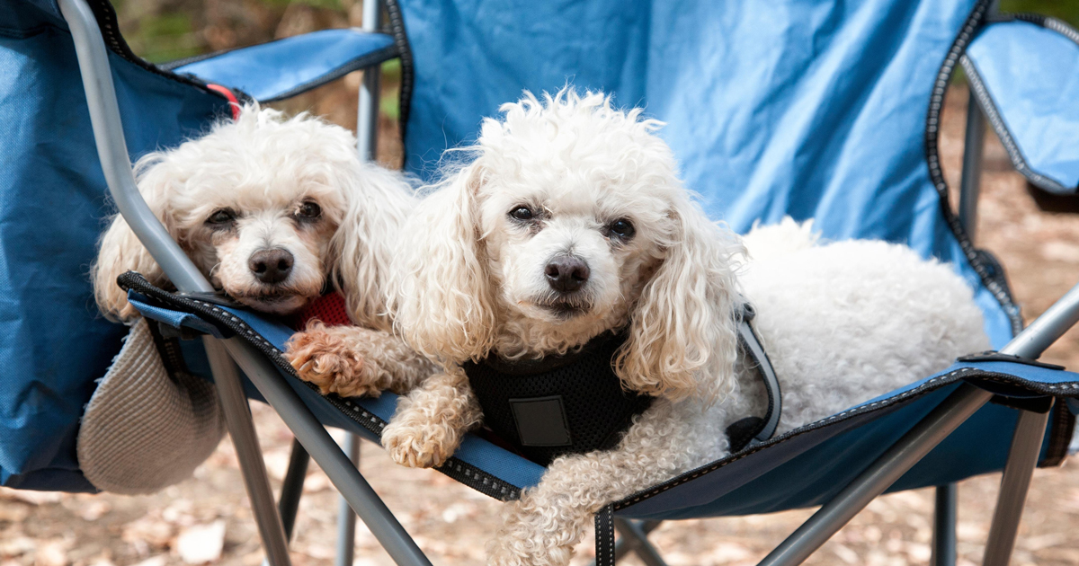 Camping with Dogs