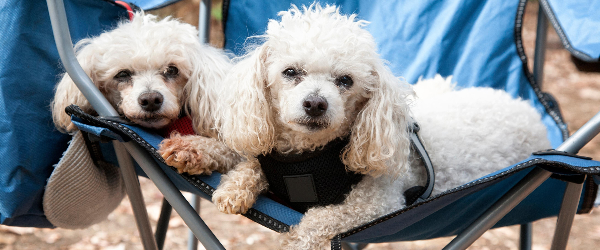 Camping with Dogs